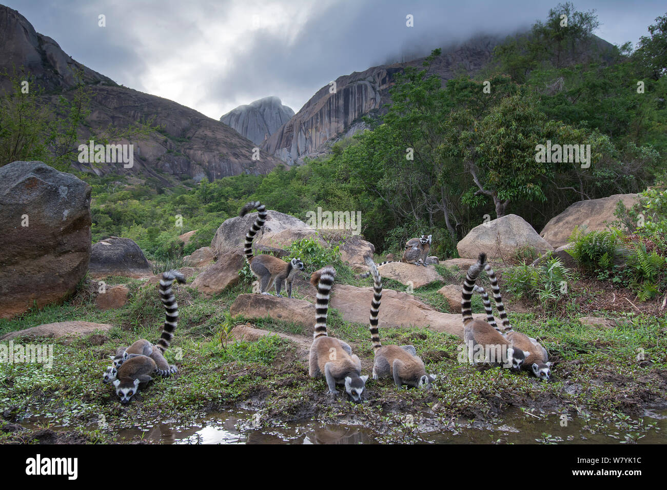 Ring-tailed lemur (Lemur catta) group drinking near forest, Anjaha Community Conservation Site, near Ambalavao, Madagascar. Stock Photo