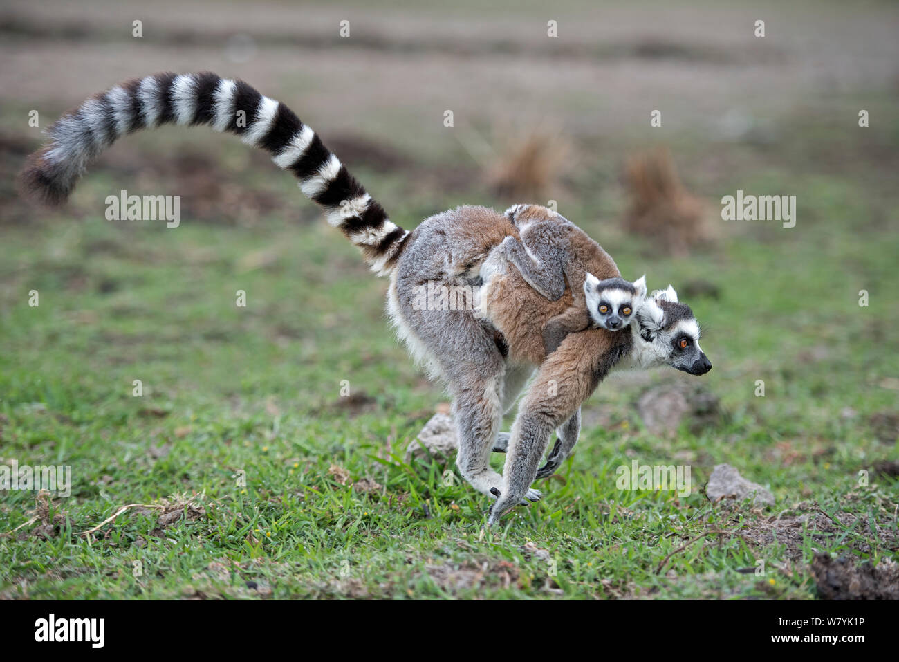 Ring-tailed lemur (Lemur catta) mother running and carrying baby, Anjaha Community Conservation Site, near Ambalavao, Madagascar. Stock Photo