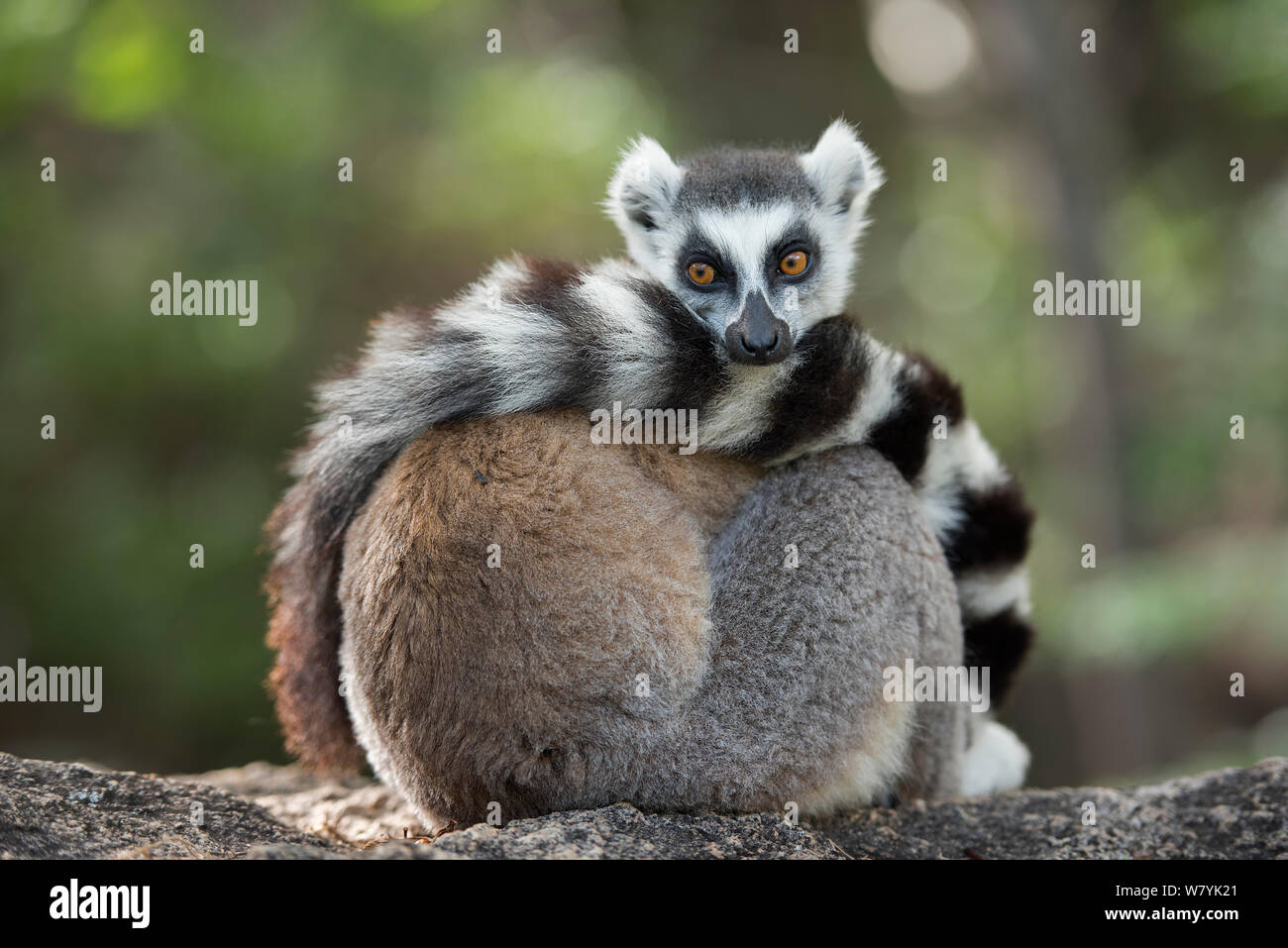 Ring-tailed lemur (Lemur catta) resting with tail wrapped around body, Anjaha Community Conservation Site, near Ambalavao, Madagascar. Stock Photo