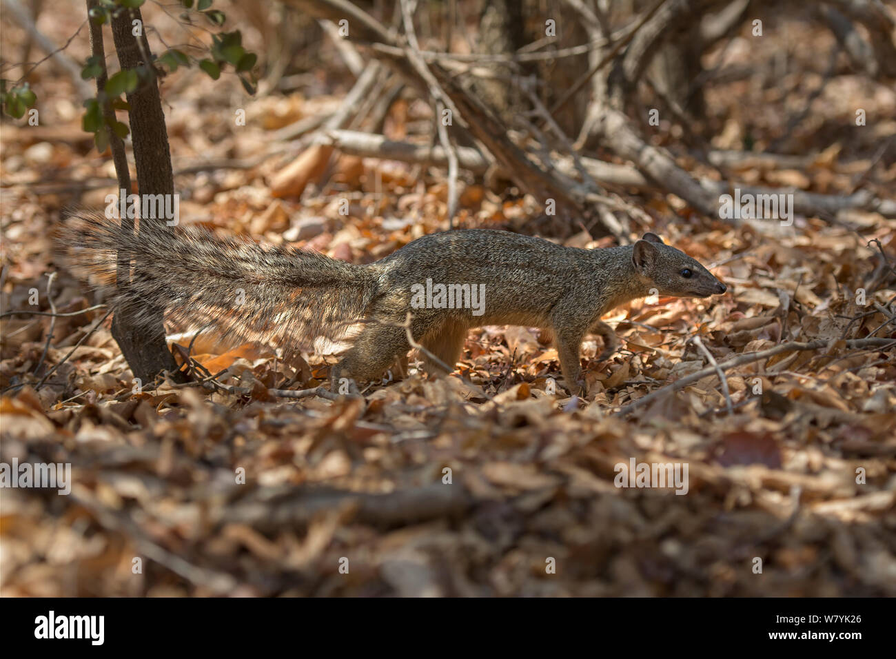 Narrow-striped mongoose(Mungotictis decemlineata) on ground, Kirindy Forest, Madagascar. Stock Photo