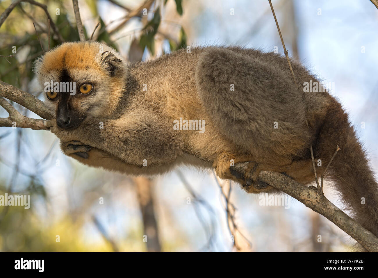 Red-fronted lemur (Eulemur rufifrons) male in tree, Kirindy Forest, Madagascar. Stock Photo