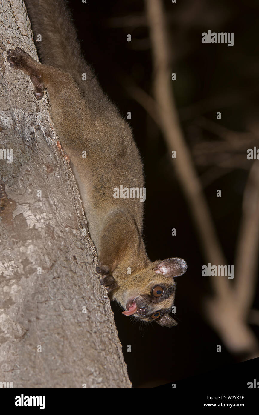 Pale fork-marked lemur (Phaner pallescens) on tree trunk at night, Kirindy Forest, Madagascar. Stock Photo