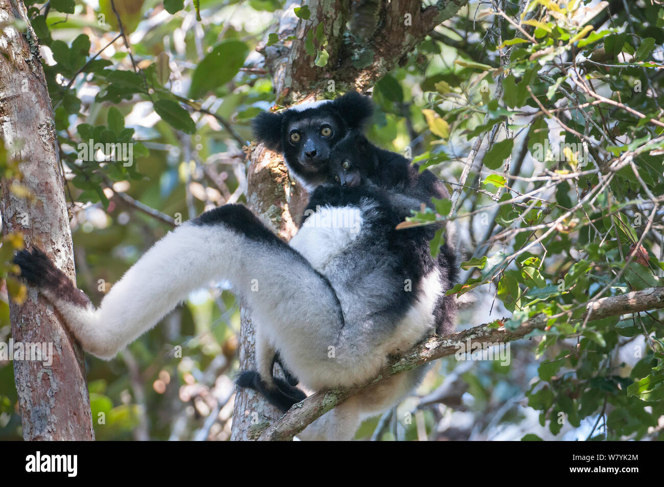 Indri (Indri indri) resting in tree, Andasibe-Mantadia National Park, Madagascar. Stock Photo