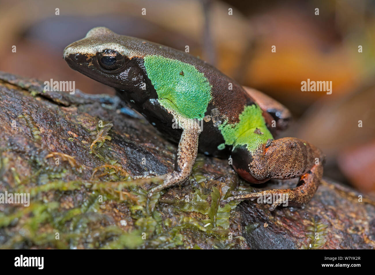 Frog(Mantella pulchra), Vohimana Reserve, Madagascar. Stock Photo