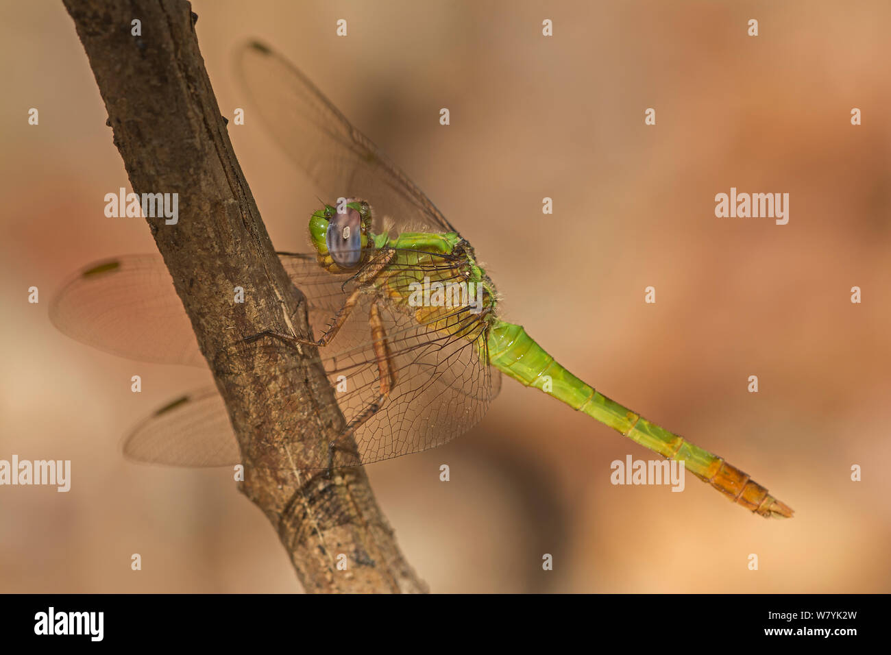 Greenbolt dragonfly (Viriditemis viridula), Kinrindy forest, Madagascar. Stock Photo