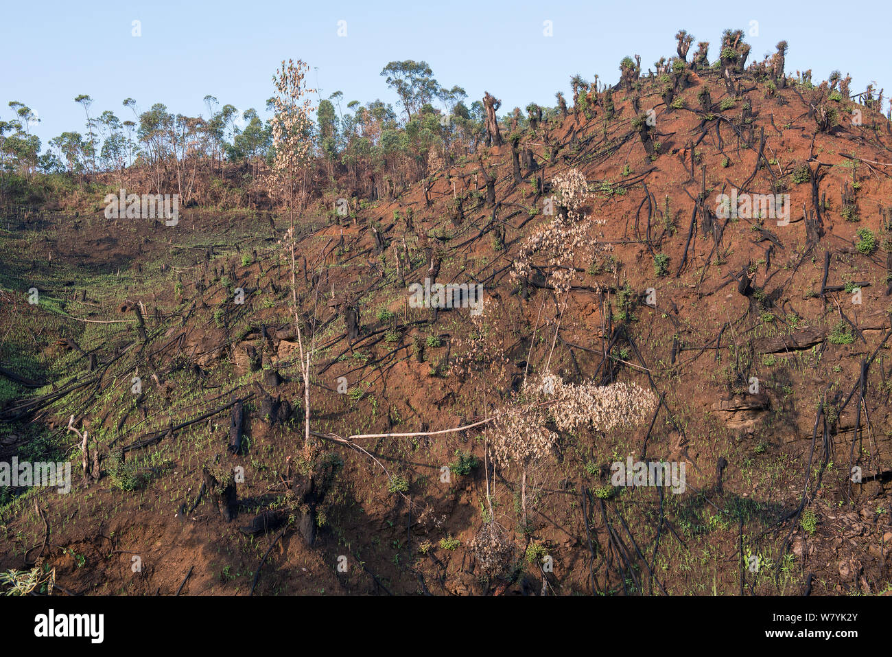 Slash and burn agriculture at the edge of Vohimana Reserve, Madagascar. Stock Photo