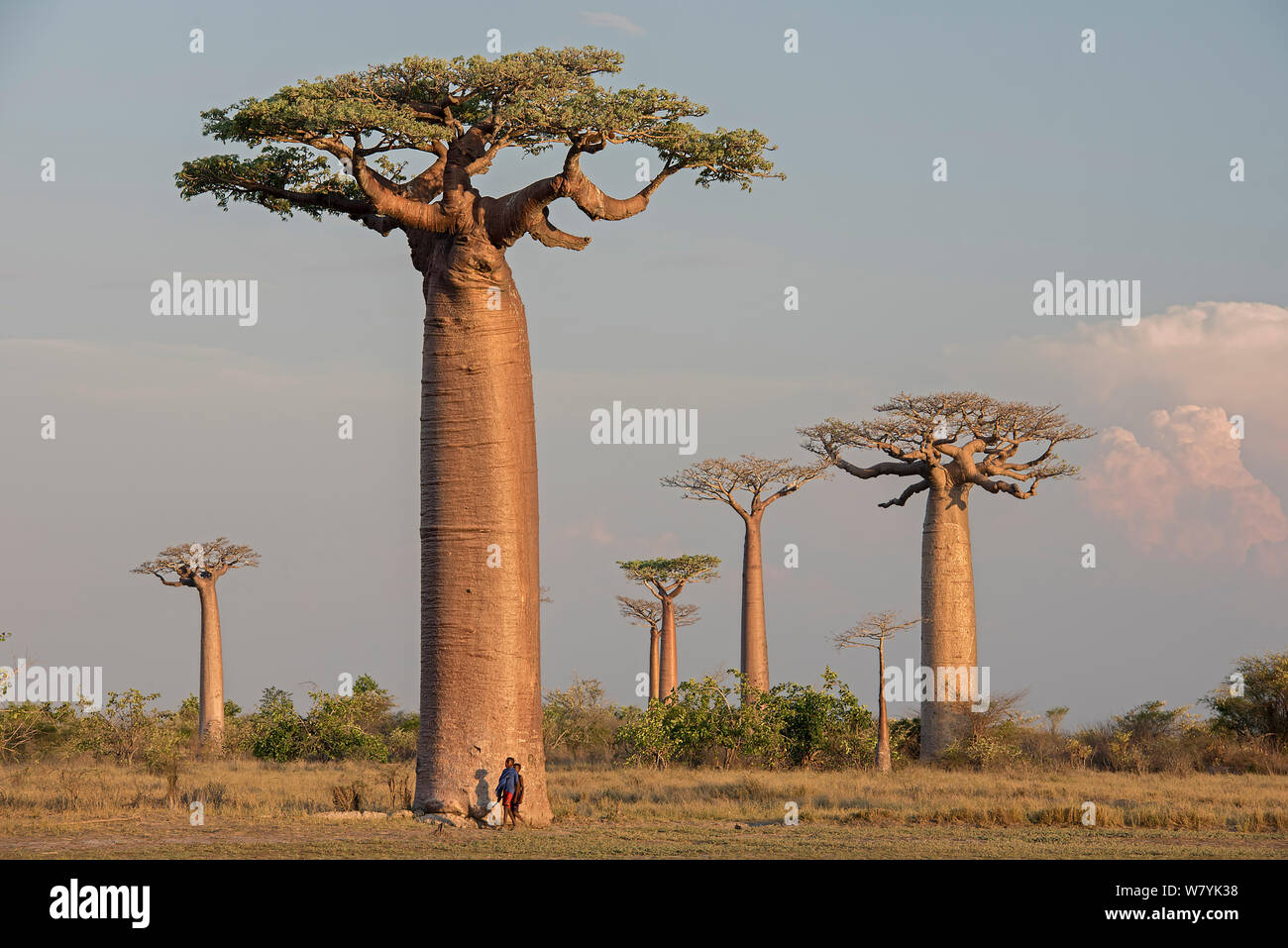 Bobab Trees Adansonia Grandidieri Near Allee Des Baobabs Avenue Of The Baobabs Morondave Madagascar Stock Photo Alamy Bobab Trees Adansonia Grandidieri Near Allee Des Baobabs Avenue Of The Baobabs Morondave Madagascar Stock Photo Alamy