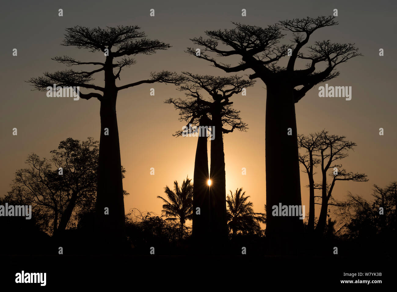 Boababs (Adansonia grandidieri) silhouetted at sunset, Allee des Baobabs / Avenue of the Baobabs , Morondave, Madagascar. Stock Photo