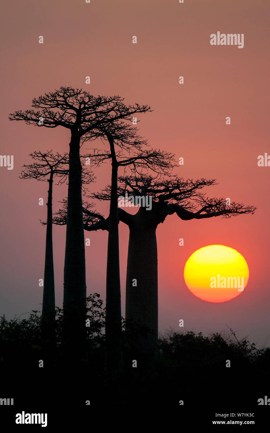 Boababs (Adansonia grandidieri) silhouetted at sunrise. Allee des Baobabs / Avenue of the Baobabs , Morondave, Madagascar. Stock Photo