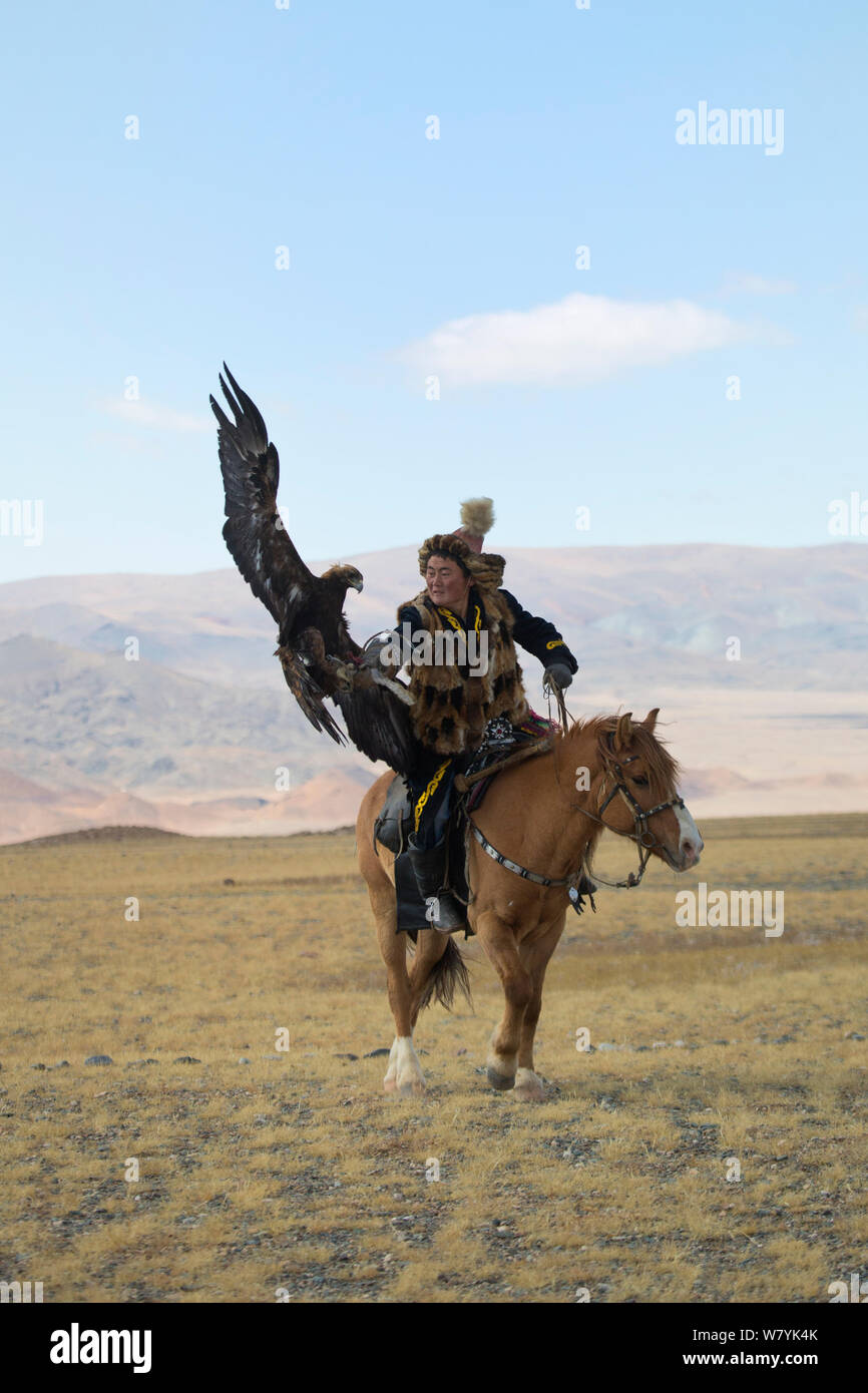 Golden eagle (Aquila chrysaetos) female landing to catch lure held by her owner, an eagle hunter, during the competitions of the Eagle Hunters Festival, near Sagsai, Bayan-Ulgii Aymag, Mongolia. September 2014.. Stock Photo