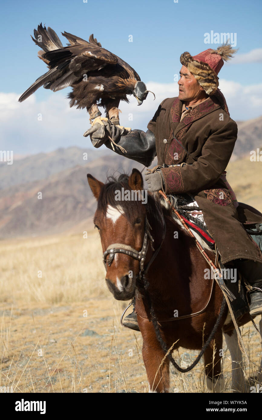 Eagle hunter mounted on Mongolian horse with female Golden eagle