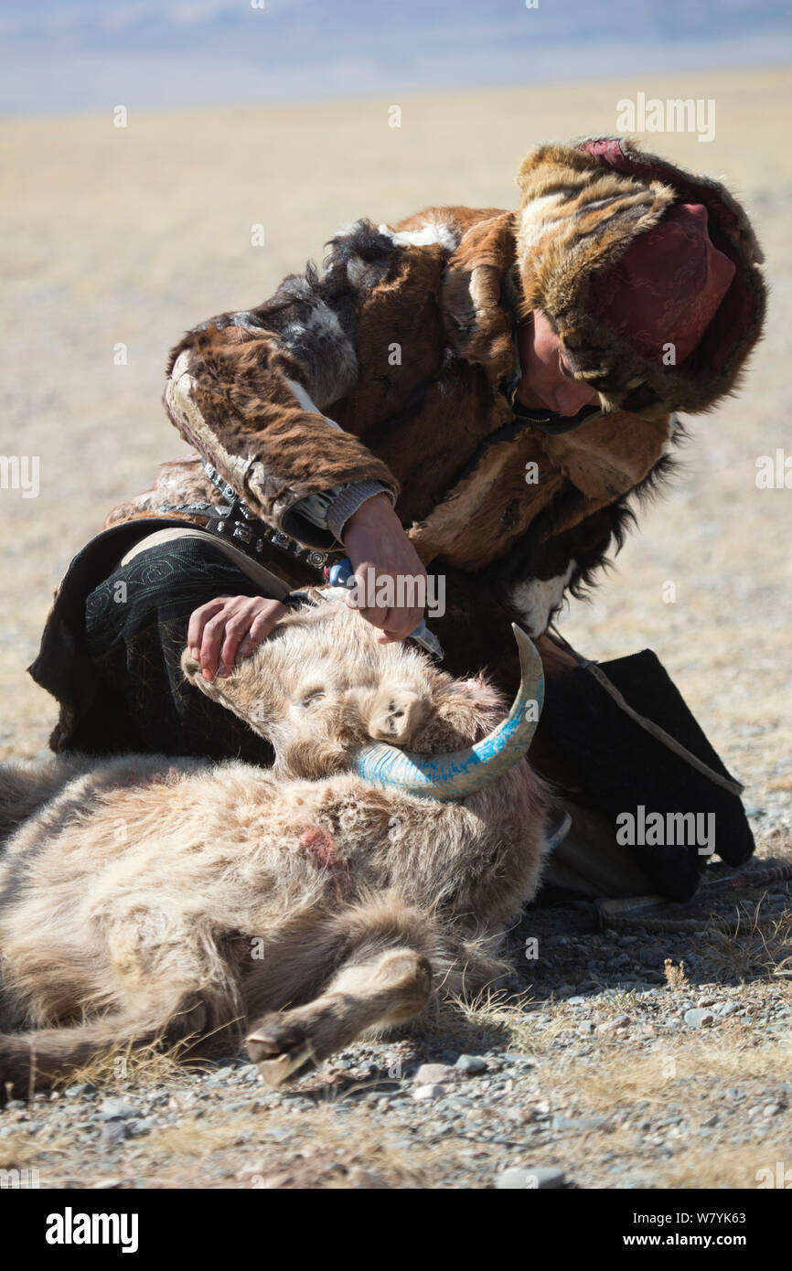 Eagle hunter kills the goat used during the Buzkashi games, at the Eagle Hunters Festival, near Sagsai, Bayan-Ulgii Aymag, Mongolia. September 2014.. Stock Photo
