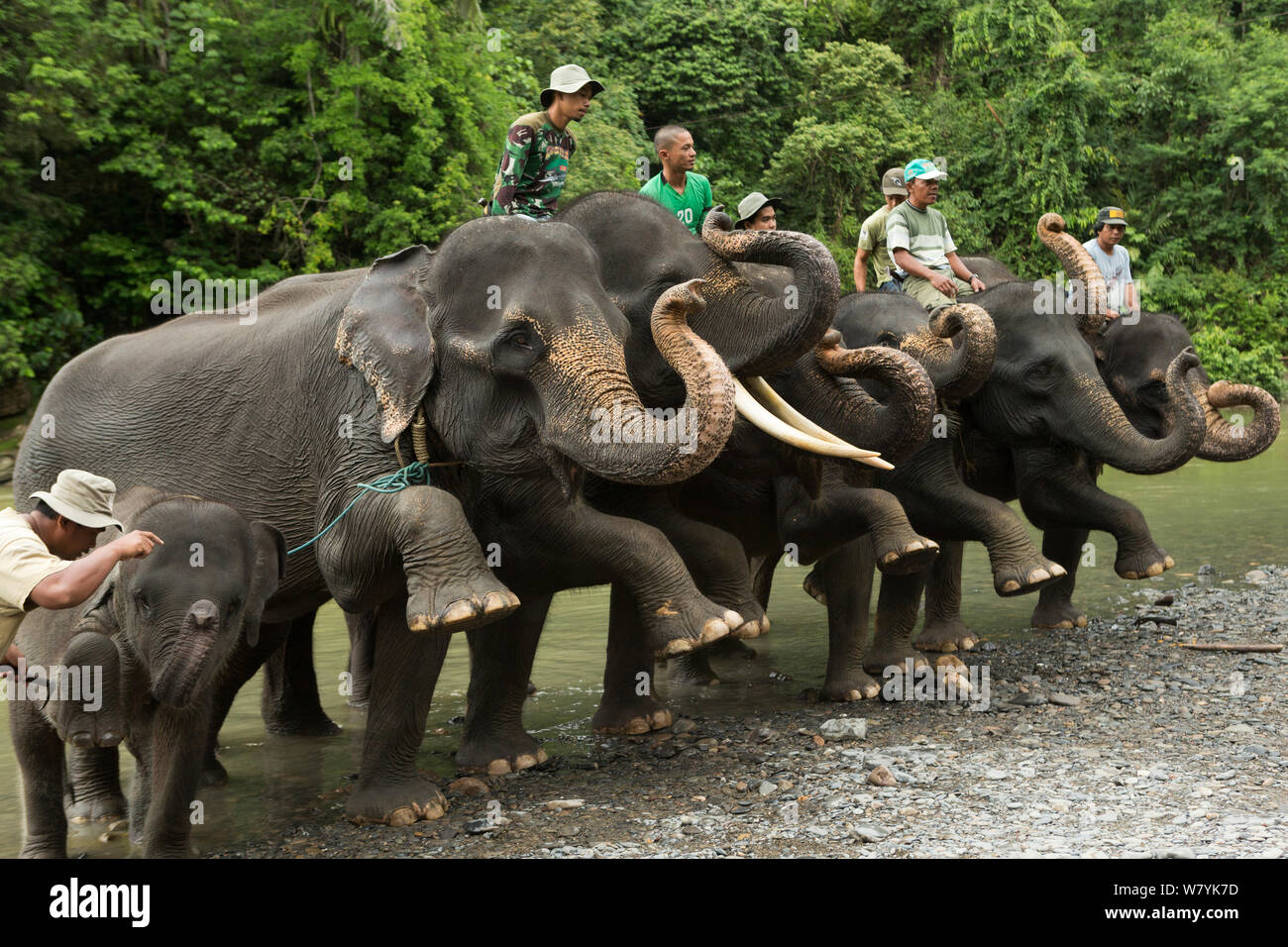 Sumatran elephants (Elephas maximus sumatranus) taught to raise feet simultaneously. Rehabilitated and domesticated elephants used by rangers to patrol forest and to play with tourists. Tangkahan, Gunung Leuser NP, Sumatra, Indonesia. Stock Photo