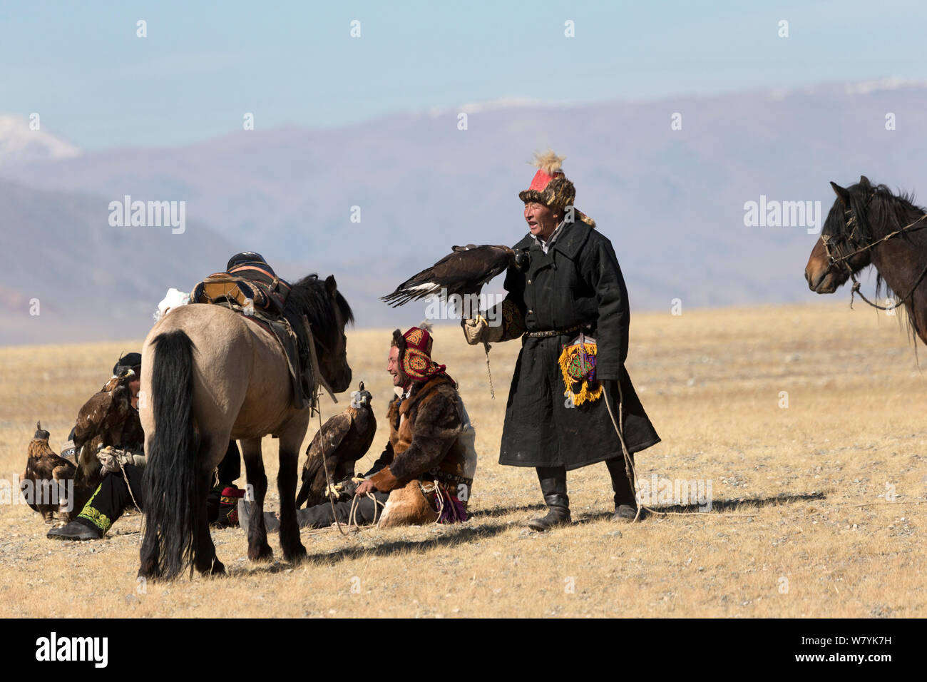 Eagle hunters rest with their Mongolian horses and female Golden eagles (Aquila chrysaetos) during the Eagle Hunters Festival, near Sagsai, Bayan-Ulgii Aymag, Mongolia. September 2014.. Stock Photo