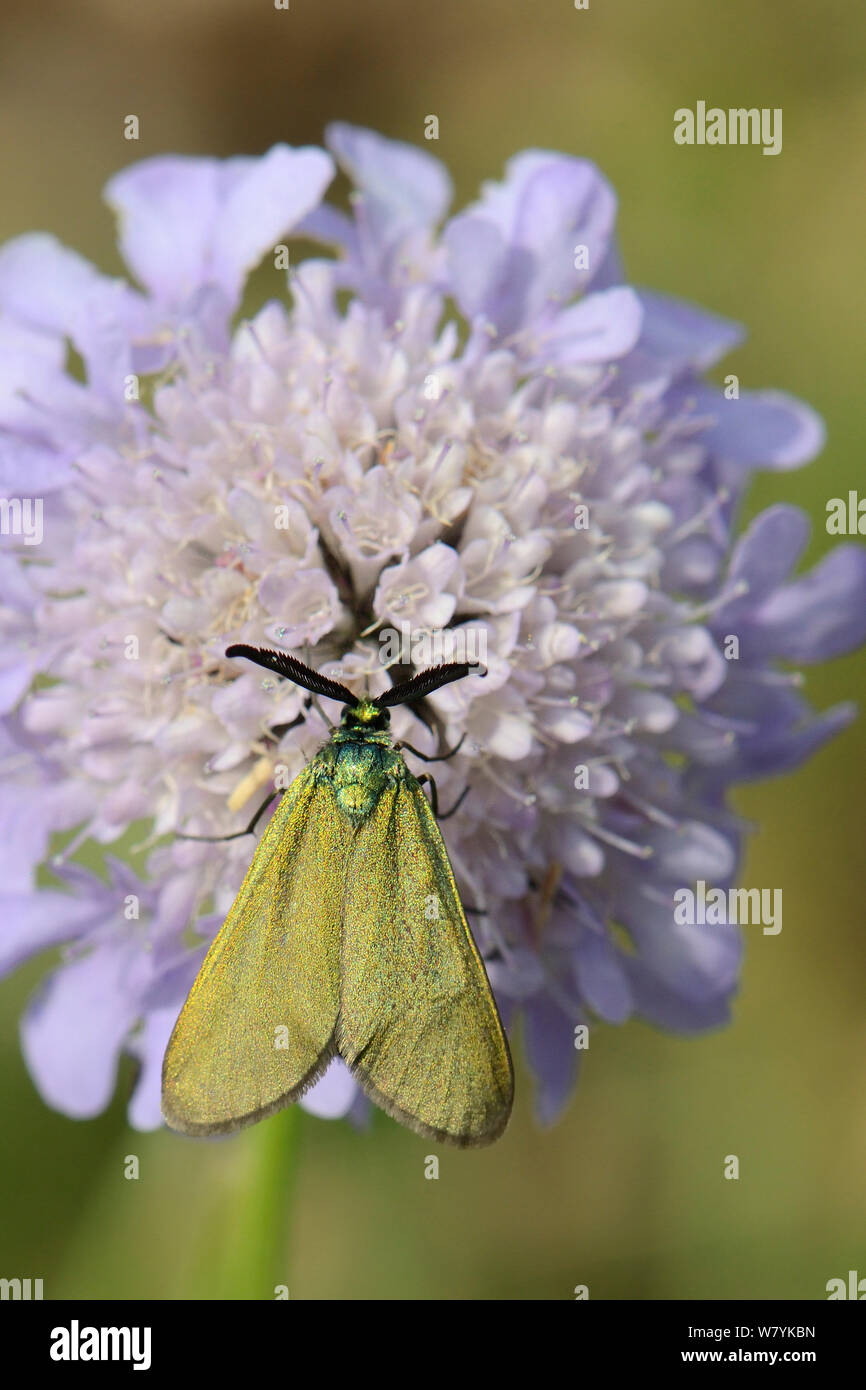 Green forester moth (Adscita statices) nectaring on a Scabious flower (Scabiosa sp.) in an alpine meadow, Durmitor National Park, Montenegro, July. Stock Photo