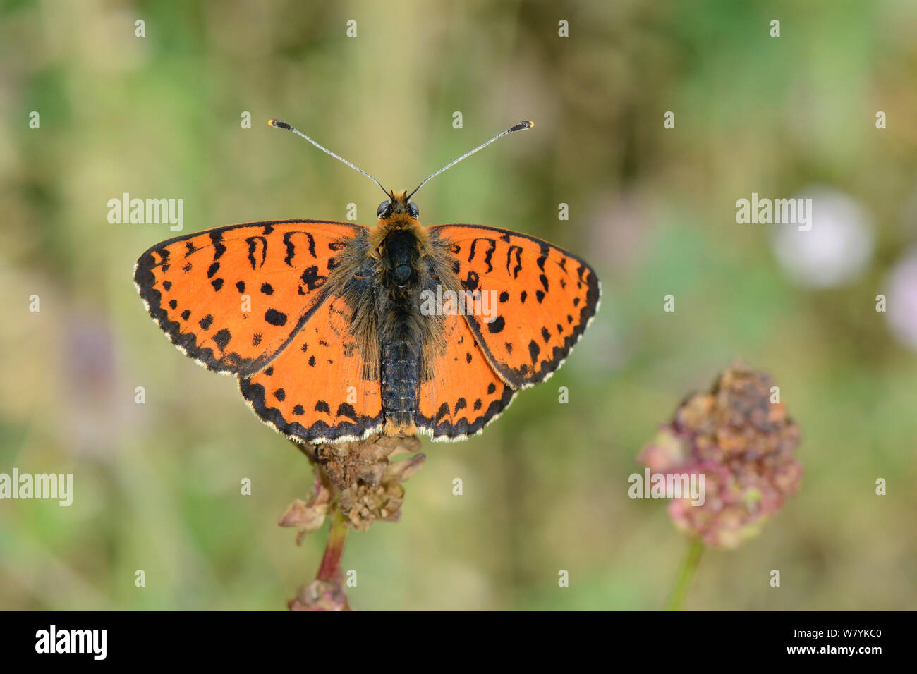Spotted fritillary butterfly (Melitaea didyma) sunning in an alpine meadow, Durmitor National Park, Montenegro, July. Stock Photo