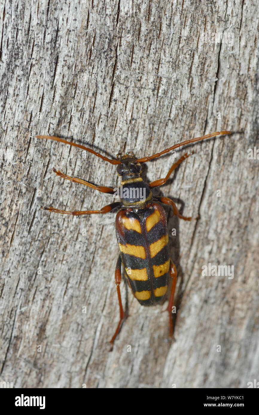 Hornet / Golden-haired longhorn beetle (Leptura aurulenta) on log, Sutjeska Park, Bosnia and Herzegovina, July. Stock Photo