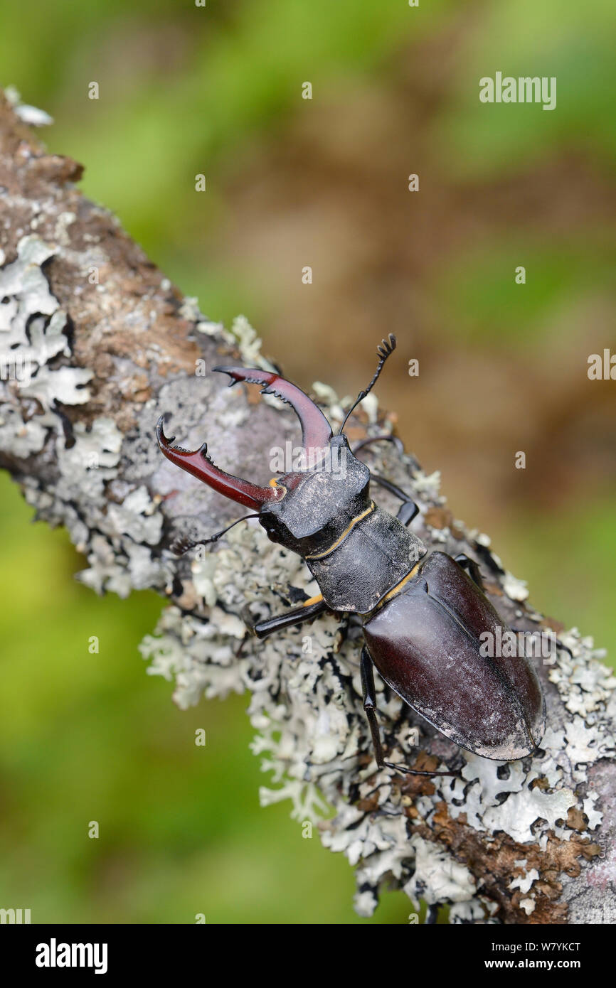 Stag beetle hi-res stock photography and images - Alamy