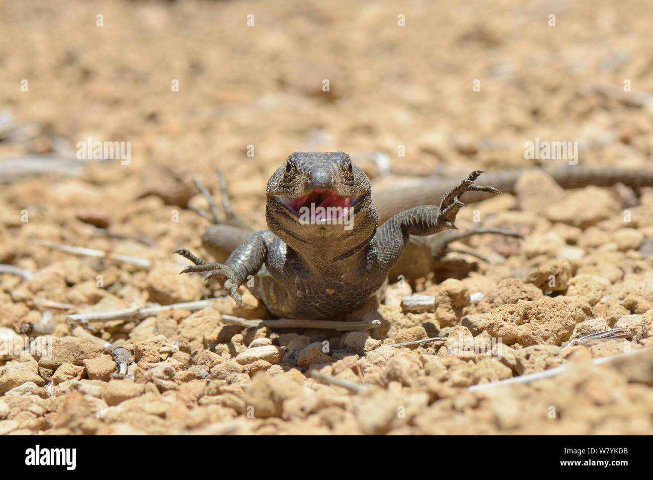 Head on view of a male Tenerife lizard / Western Canaries lizard (Gallotia galloti) raising all four feet and gaping after getting hot, Teide National Park, Tenerife, May. Stock Photo