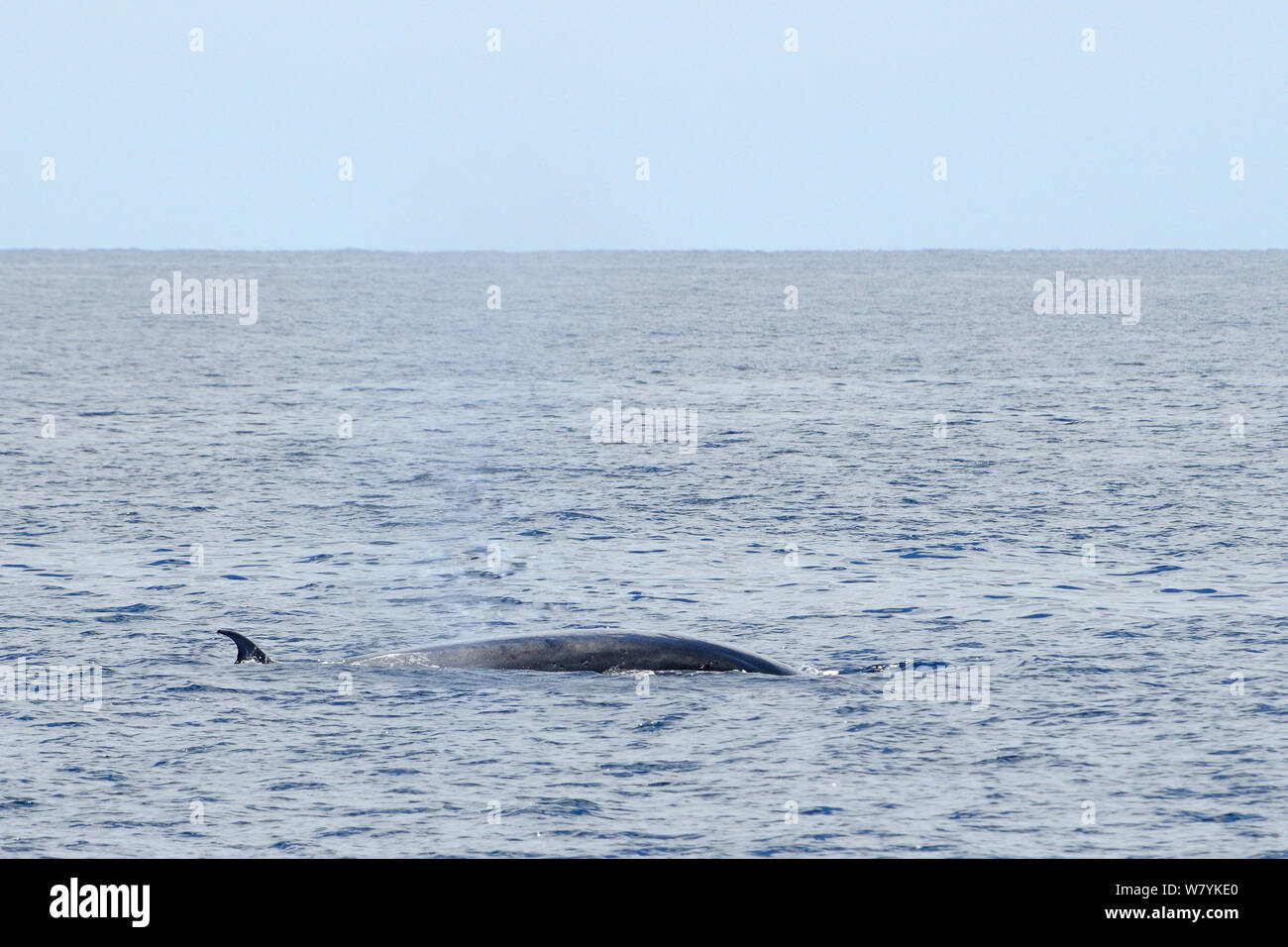 Bryde&#39;s whale (Balaenoptera brydei) surfacing,Tenerife, May. Stock Photo