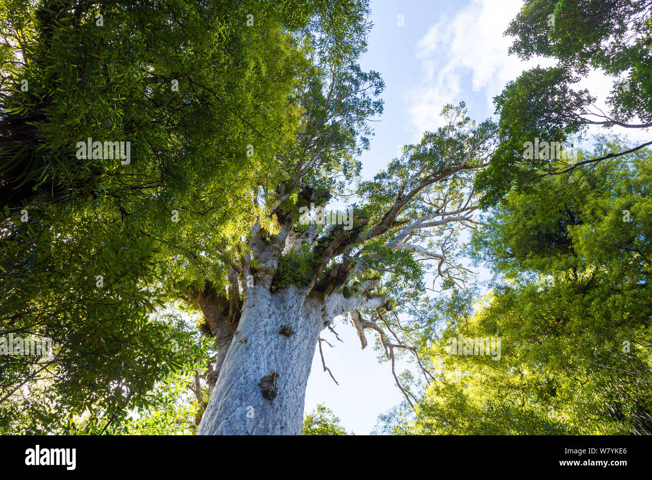 Tane Mahuta, the largest known Kauri tree (Agathis australis) estimated to be between 1,250 and 2,500 years old, Waipoua Forest, Northland Region, New Zealand. Endemic Stock Photo