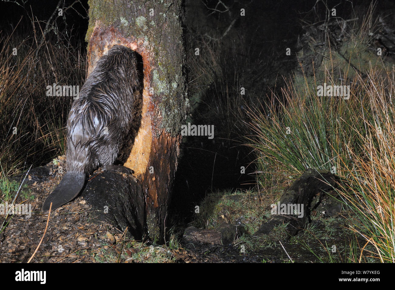 Eurasian beaver (Castor fiber) gnawing at tree in enclosure at night, with lodge in the background, Devon Beaver Project, run by Devon Wildlife Trust, Devon, UK, March. Taken by a remote camera trap. Stock Photo