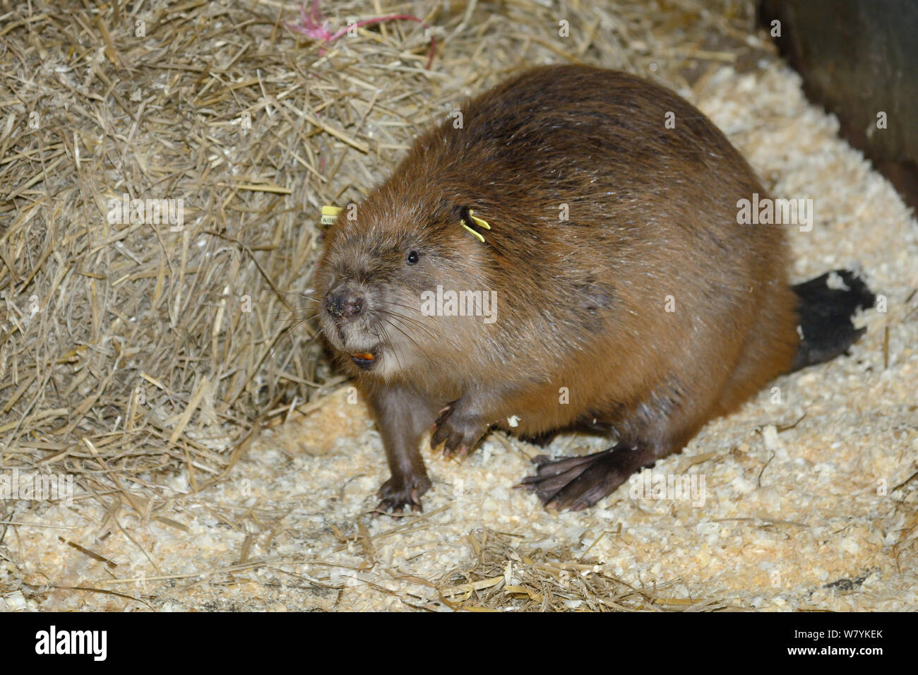 Alert ear-tagged Eurasian beaver (Castor fiber) from an escaped population on the River Otter in a holding pen, Devon Wildlife Trust,   Devon, UK, March 2015. Stock Photo
