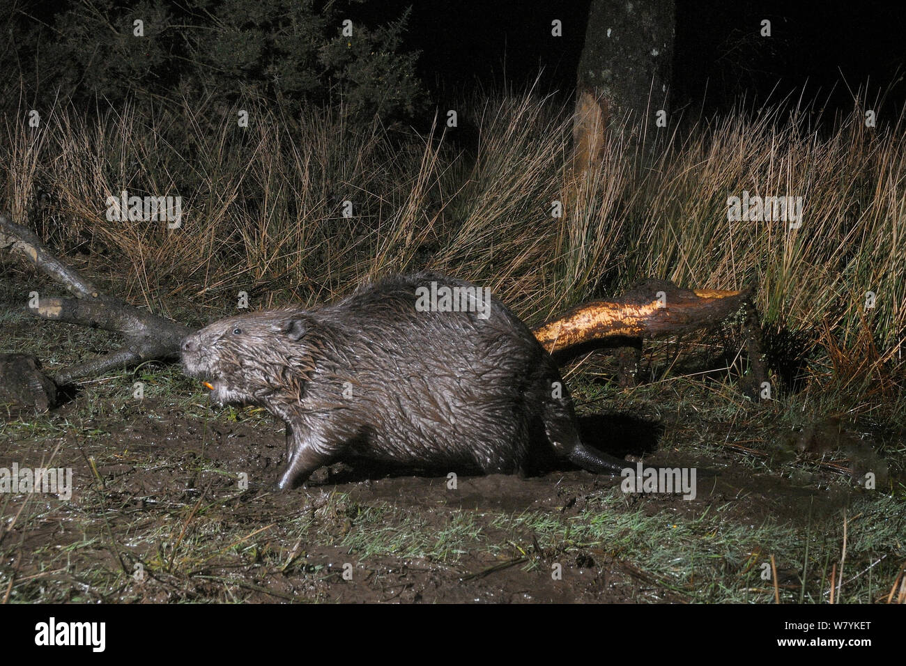 Eurasian beaver (Castor fiber) walking on the margins of pond in a woodland enclosure at night, with branch it has cut and chewed in the background.  Devon Beaver Project, run by Devon Wildlife Trust, Devon, UK, March. Taken by a remote camera trap. Stock Photo
