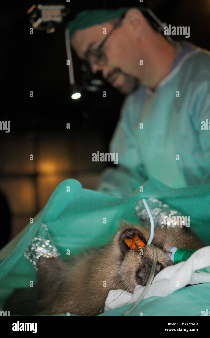 Veterinarian checking anaesthetised Eurasian beaver (Castor fiber) for tapeworm. Beaver from an escaped population on the River Otter. Project overseen by Devon Wildlife Trust, Devon, UK, March 2015. Model released. Stock Photo