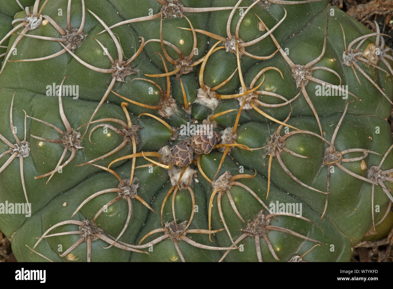 Cactus (Gymnocalycium denudatum), Native to South America. Stock Photo
