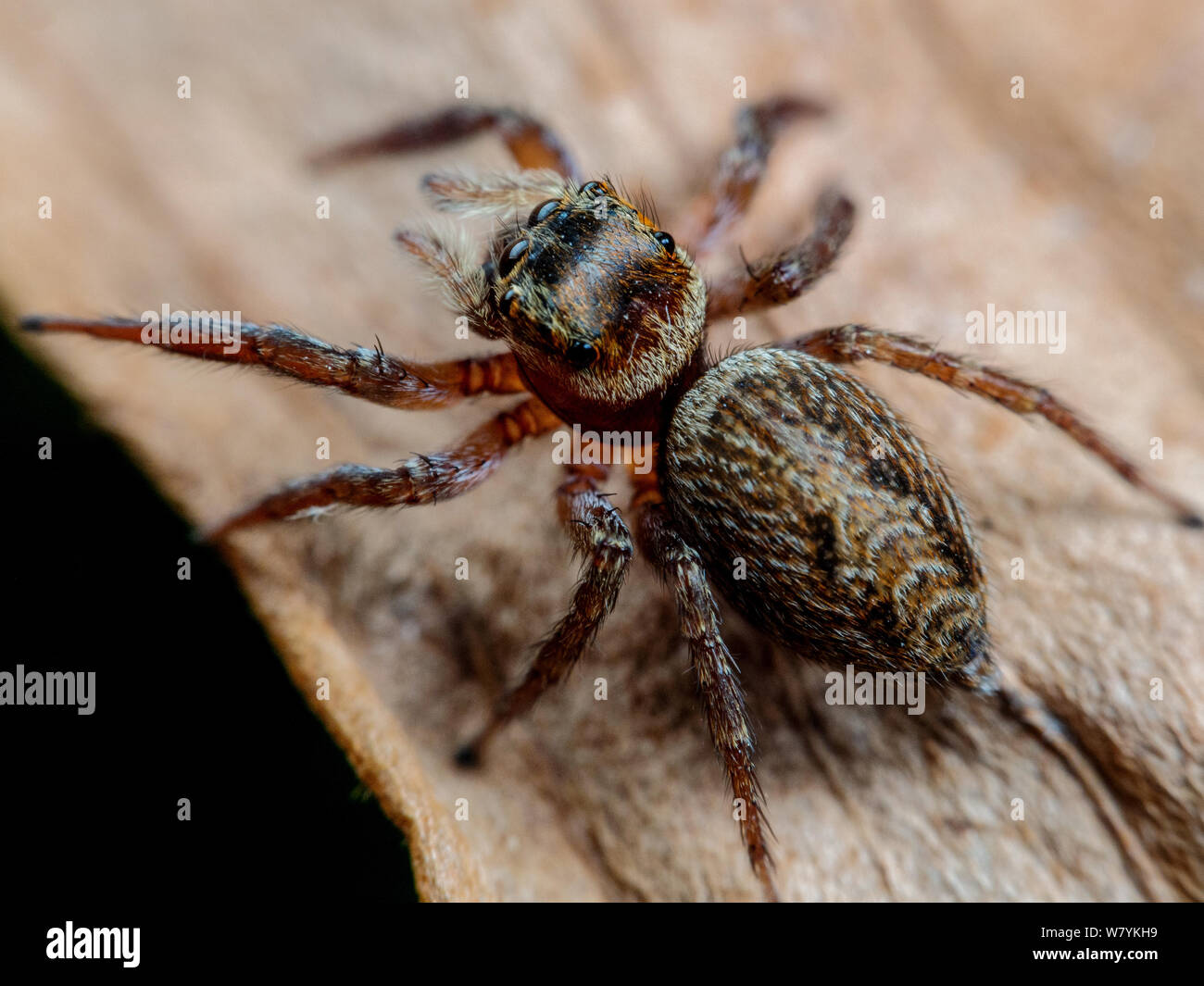 Macro of a Hasarius adansoni jumping spider Stock Photo