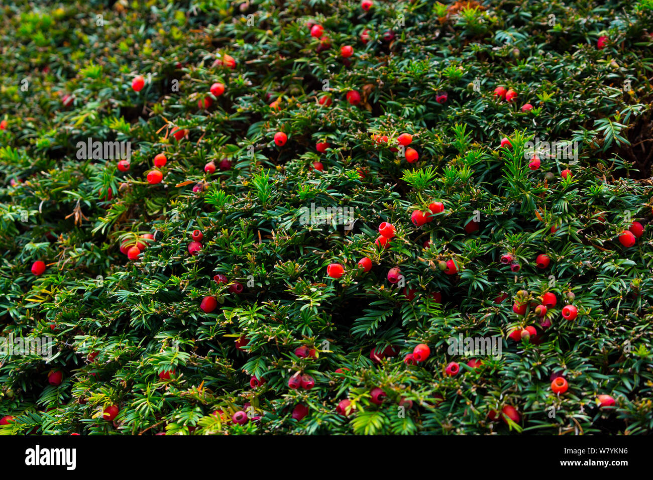 European yew (Taxus baccata) with berries, Copenhagen, Denmark, Europe, September. Stock Photo