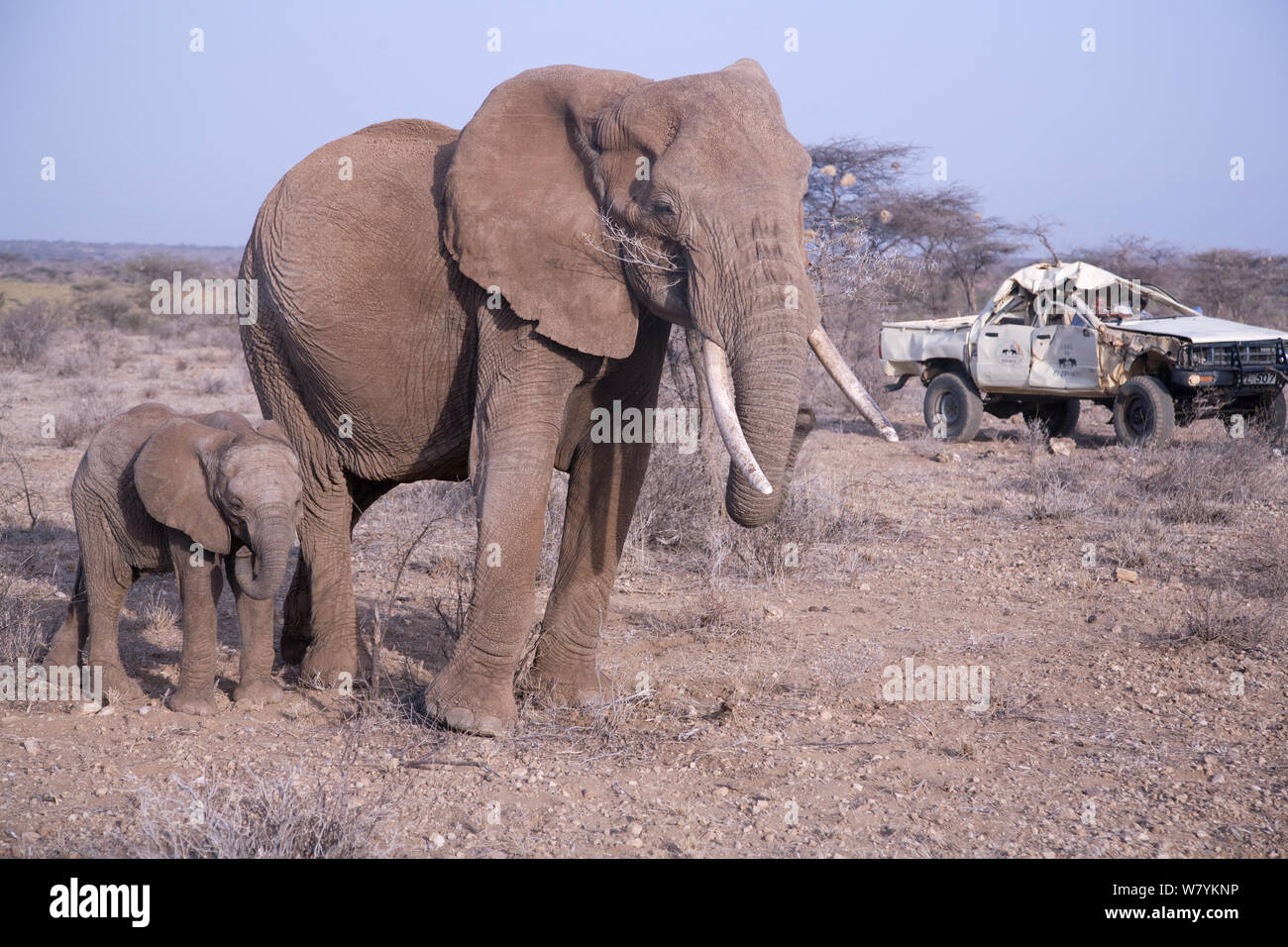 Daniel Lentipo, observing mother and calf African elephant (Loxodonta africana) driving the former research vehicle destroyed by bull elephant in Samburu National Reserve, Kenya. August 2009. Model Released. Stock Photo