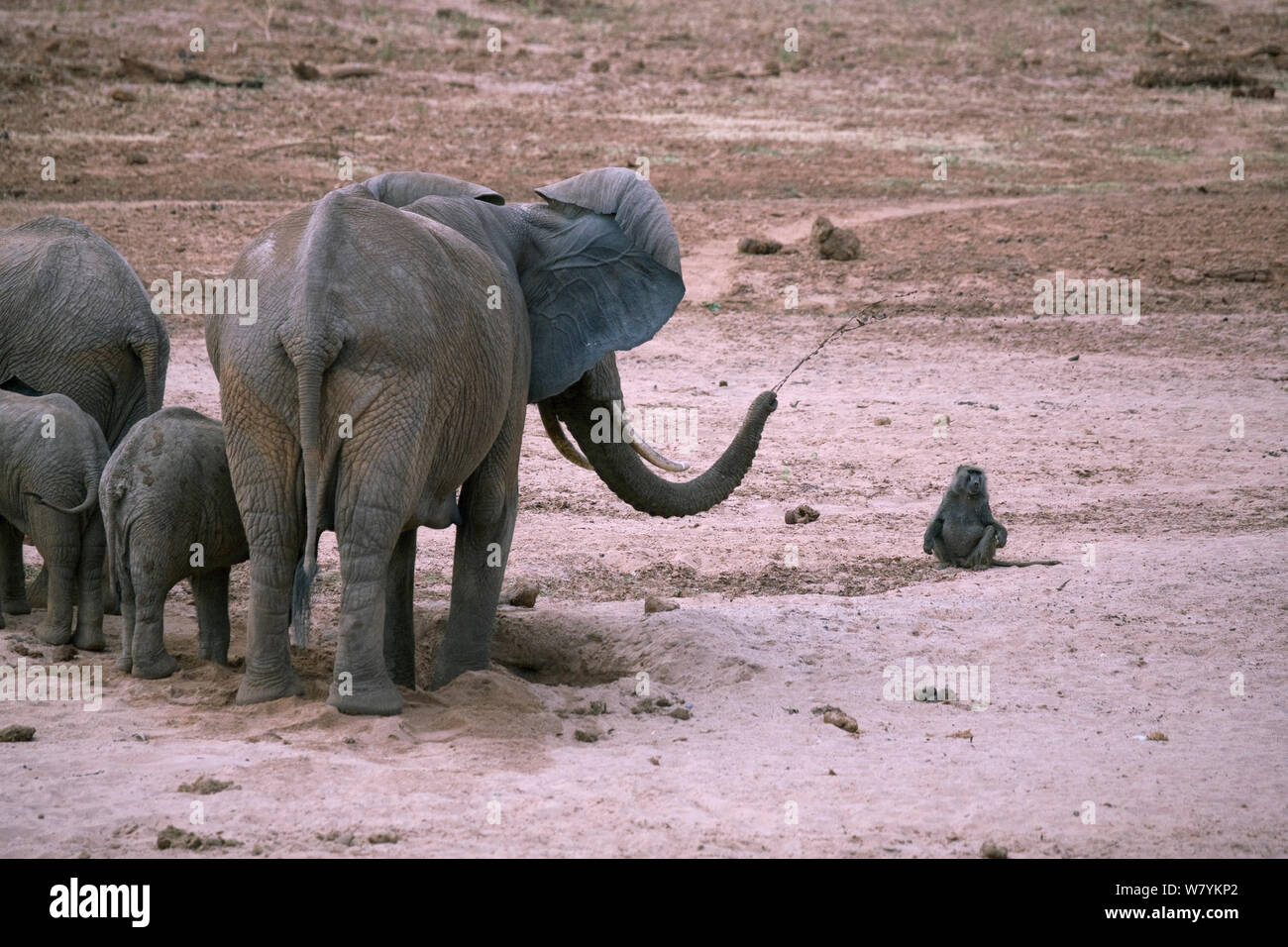 Female elephant (Loxodonta africana) squirting water at a Olive baboon (Papio anubis) waiting its turn to drink at a water hole dug by the elephant in the dry Ewaso Nyiro riverbed. Taken during the worst drought (2008-2009) in more than a decade, Northern Kenya, Samburu National Reserve, Kenya. Stock Photo