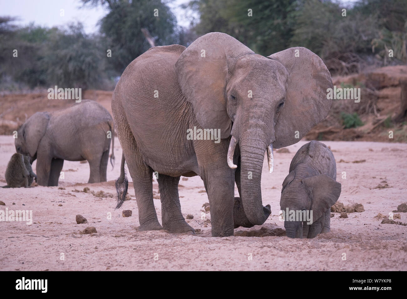 Elephants (Loxodonta africana) digging for water in the dry Ewaso Nyiro riverbed. Taken during the worst drought (2008-2009) in more than a decade, Samburu National Reserve, Kenya. Stock Photo