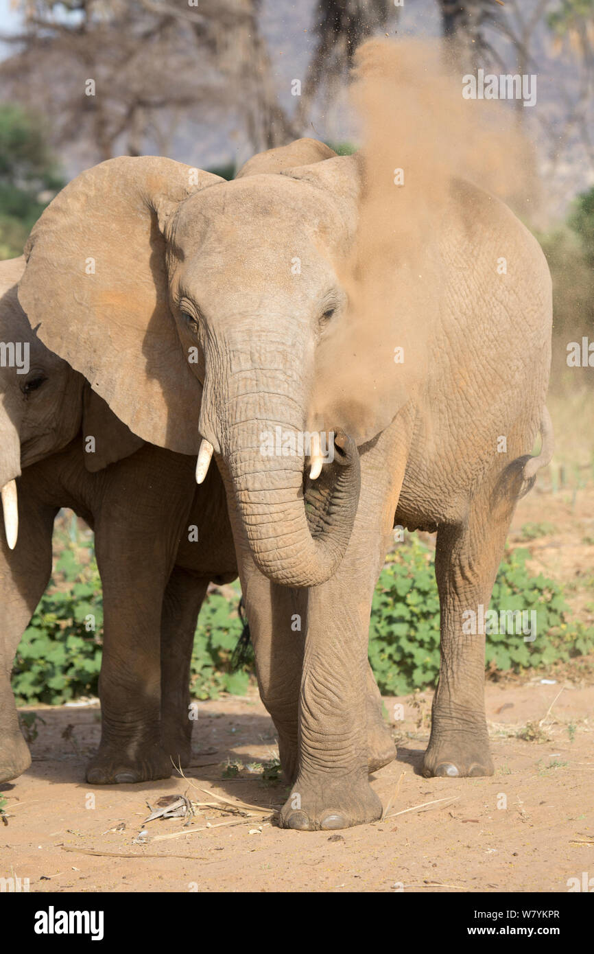 African elephant (Loxodonta africana) dust bathing, Samburu National Reserve, Kenya. Stock Photo