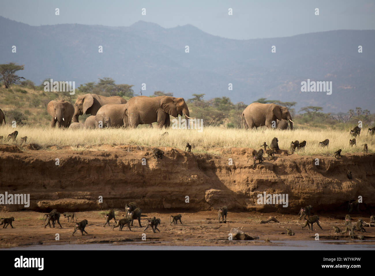 African elephants (Loxodonta africana) grazing while a large Olive baboon (Papio anubis) troop moving below in the Samburu National Reserve, Kenya. Stock Photo