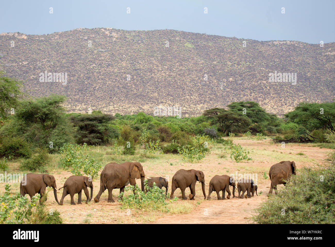 African elephant (Loxodonta africana) herd crossing through the Samburu National Reserve, Kenya. Stock Photo