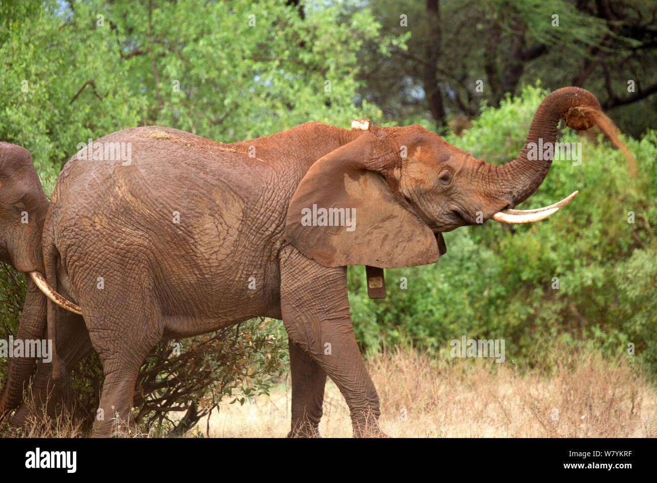 Save the Elephants collared African elephant (Loxodonta africana) Samburu National Reserve, Kenya. Stock Photo