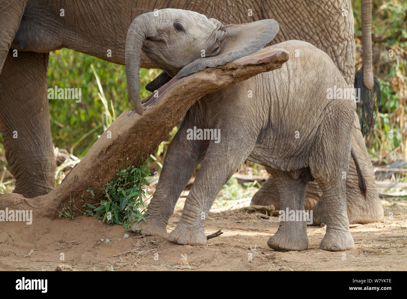 Baby elephant (Loxodonta africana) playing with log in Samburu National Reserve, Kenya. Stock Photo