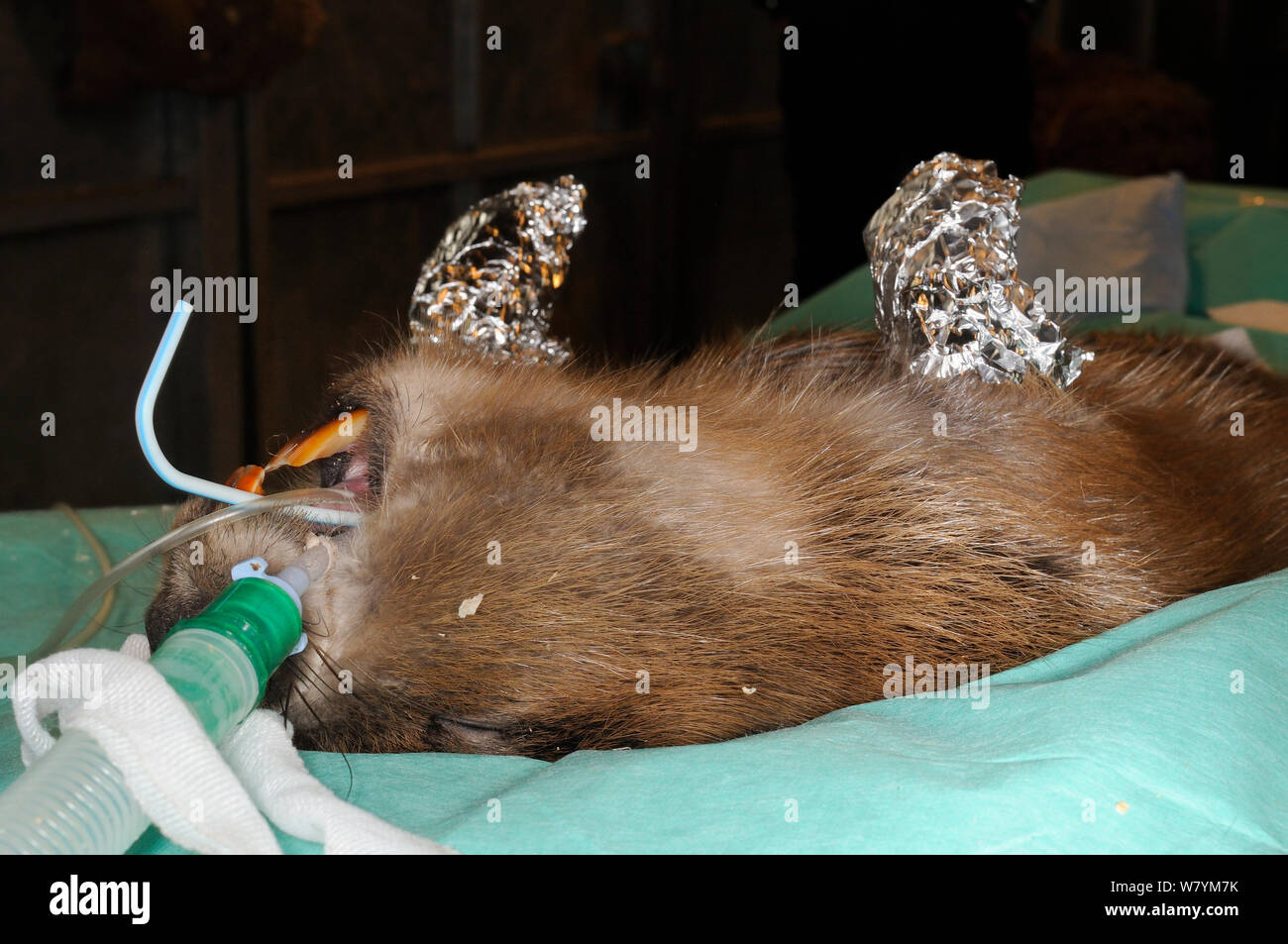 Eurasian beaver (Castor fiber) under anaesthesia given by Royal Zoological Society of Scotland vets before check for tapeworm parasite (Echinococcus multilocularis). Beaver from escaped population on the River Otter, with feet wrapped in foil to prevent heat loss.  Project overseen by Devon Wildlife Trust, Devon, UK, March 2015. Model released. Stock Photo