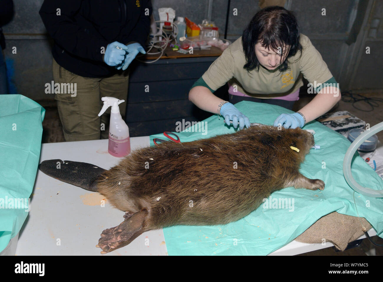 Roisin Campbell-Palmer of the Royal Zoological Society of Scotland fitting ear tags to an Eurasian beaver (Castor fiber). Beaver from escaped population on River Otter. Project overseen by Devon Wildlife Trust, Devon, UK, March 2015. Model released. Stock Photo
