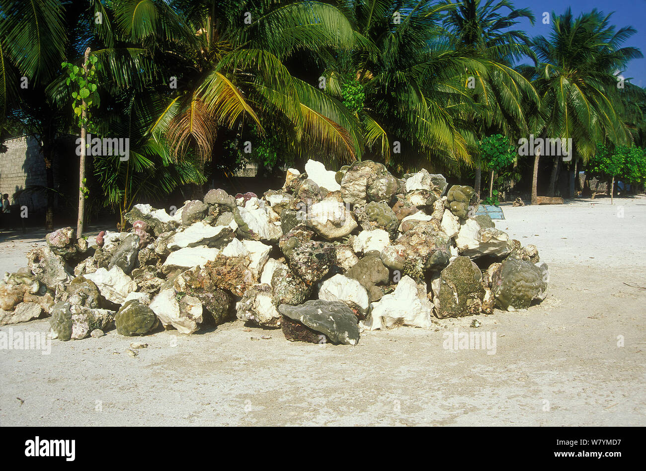 Coral, harvested from barrier reef for construction, piled on beach, Baa Atoll, Maldives, Indian Ocean.   1998 Stock Photo