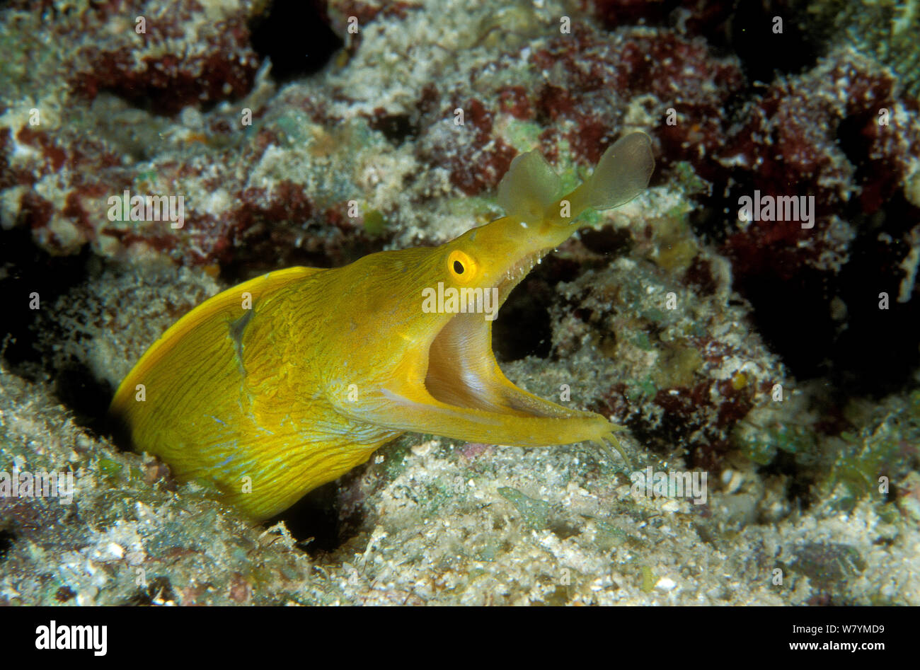 Ribbon eel (Rhinomuraena quaesita) female in burrow, Maldives, Indian Ocean. Stock Photo