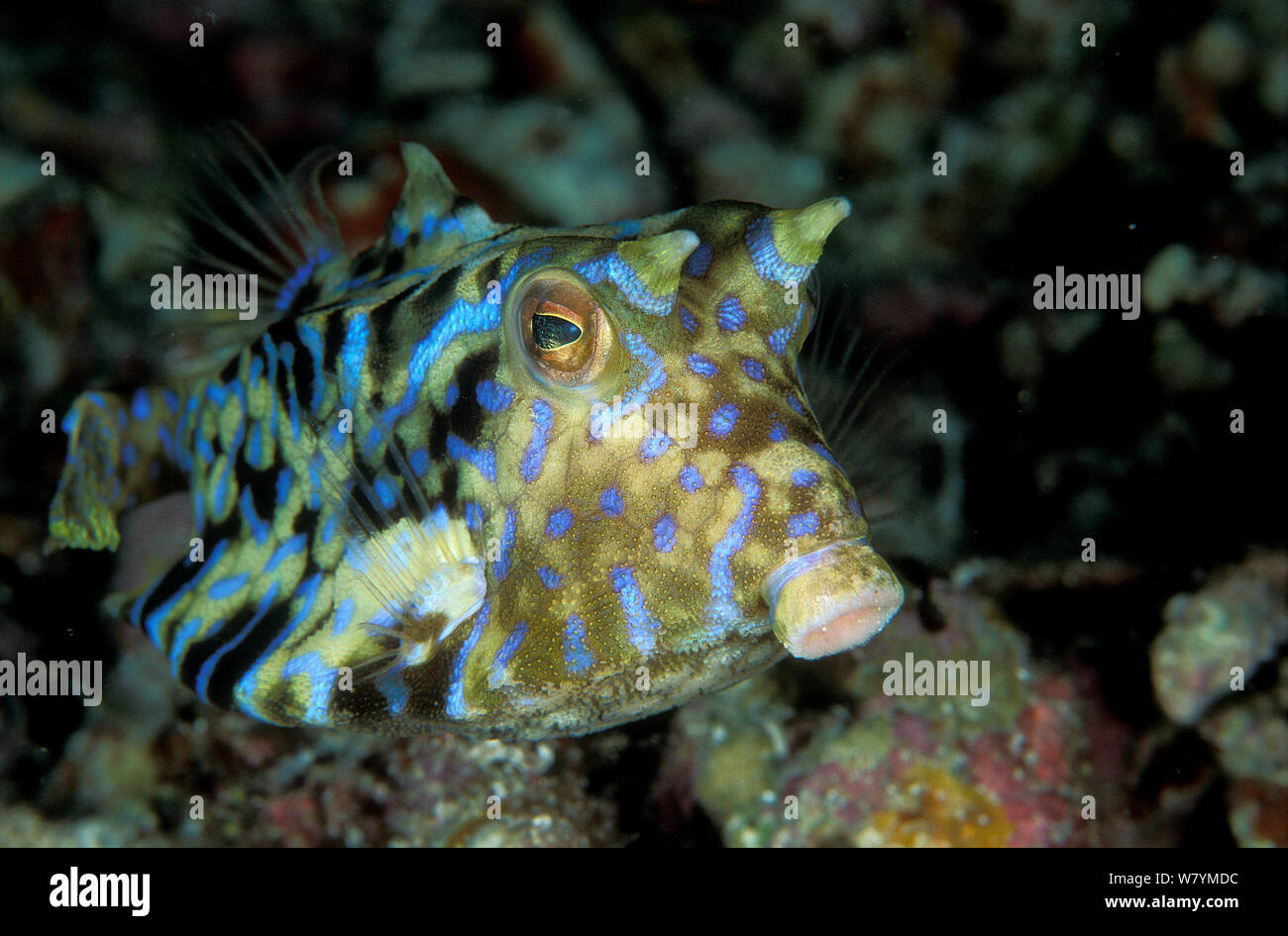 Thornback boxfish (Lactoria fornasini), Maldives, Indian Ocean. Stock Photo