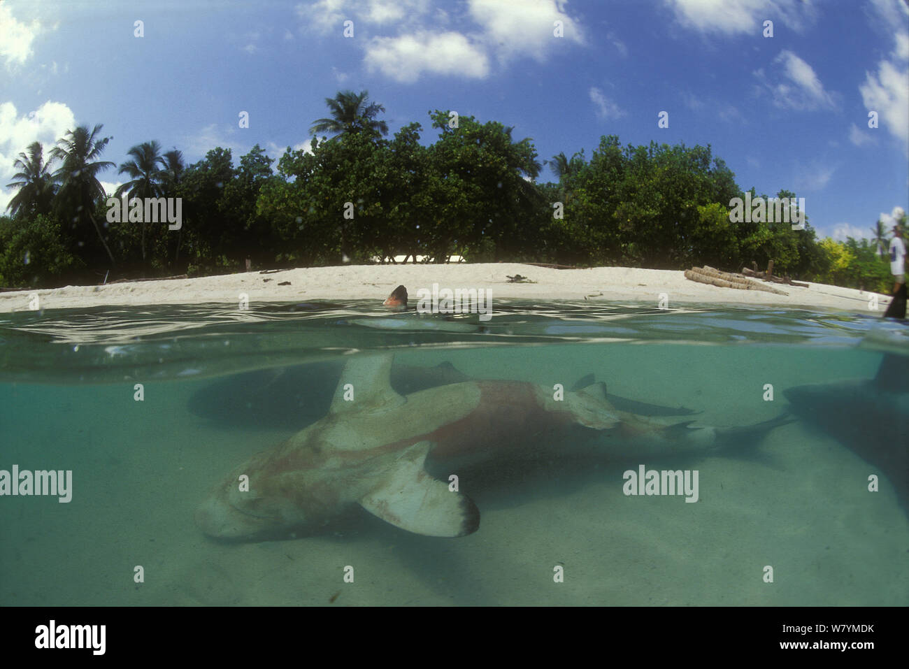 Sharks killed for their fins, Himmendhoo island, Ari Atoll, Maldives, Indian Ocean.  1998 Stock Photo