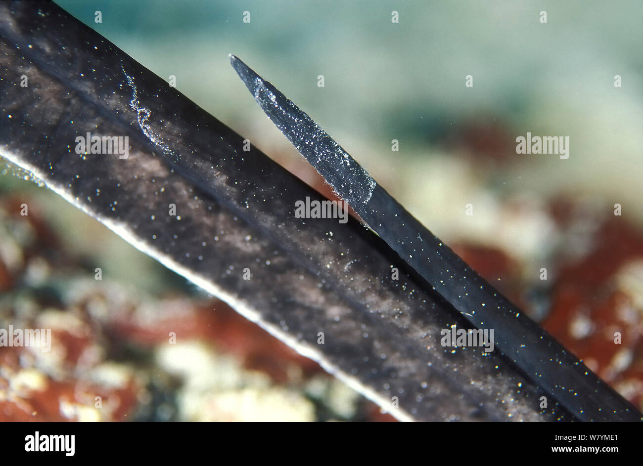 Close-up of blackspotted stingray (Taeniura melanospilos) tail and sting, Maldives, Indian Ocean. Stock Photo