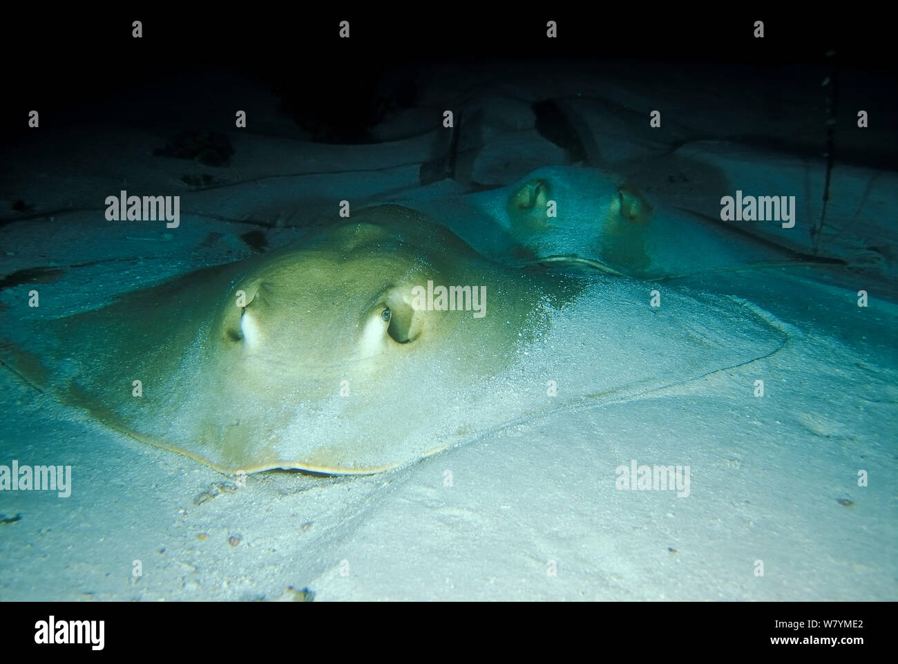 Cowtail stingray (Pastinachus sephen) male behind female, Maldives, Indian Ocean. Stock Photo