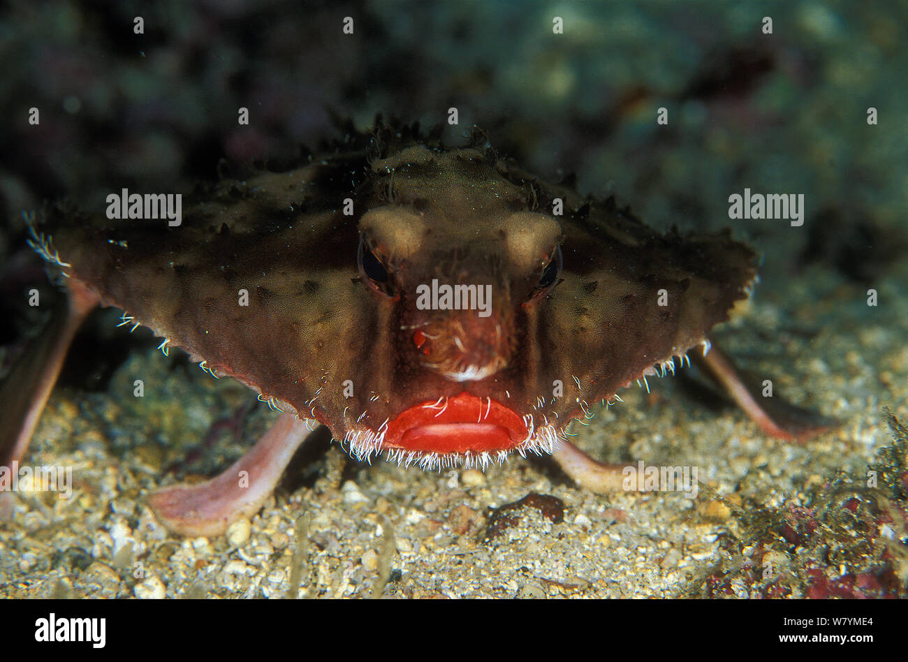 Rosy lipped batfish (Ogcocephalus porrectus),  Cocos Island, Costa Rica, Pacific Ocean. Small reproduction only Stock Photo