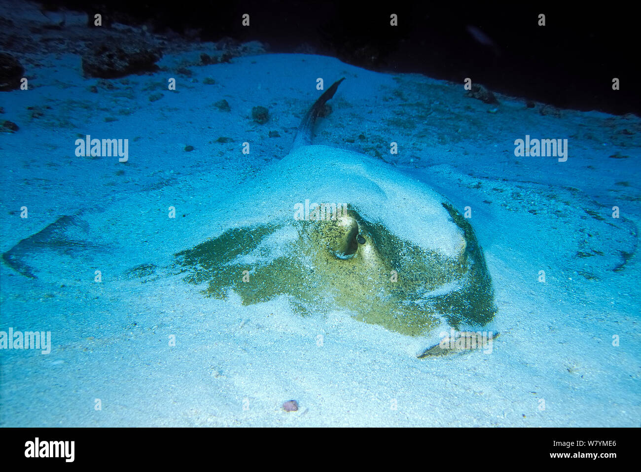 Cowtail stingray (Pastinachus sephen) half burried in sand, Maldives, Indian Ocean. Stock Photo